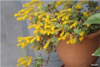 e464bfef-IMG_7024 sedum palmeri.jpg
